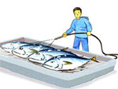 鮮魚の洗浄